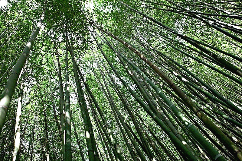 bambou_bambu_bamboo_sustainable_development_agriculture